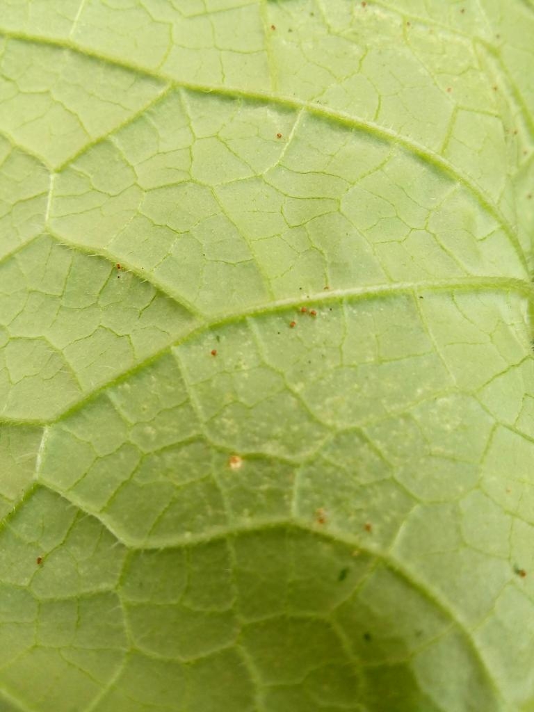 Araña roja en el cultivo de pepino